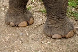 Big feet!