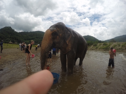Hey look..an elephant!